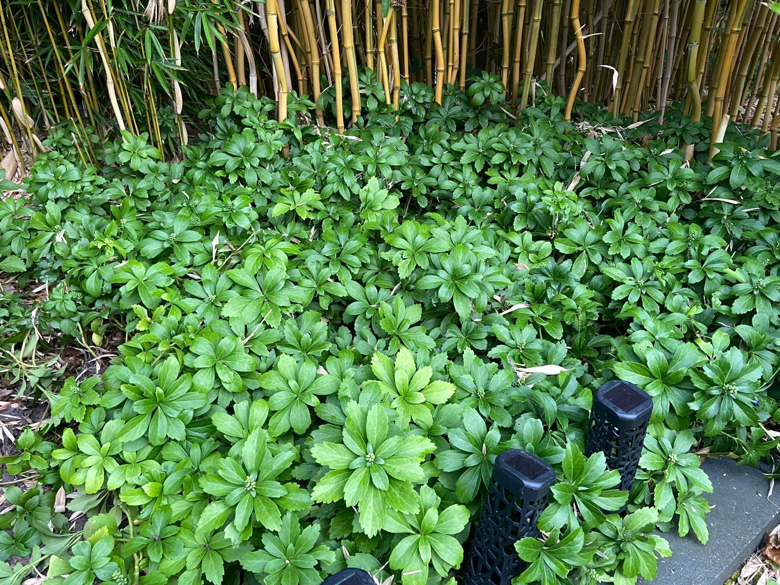 Gratis tuinbeplanting bodembedekkers en bamboe, Ophalen, Bloeit niet, Overige soorten, Halfschaduw