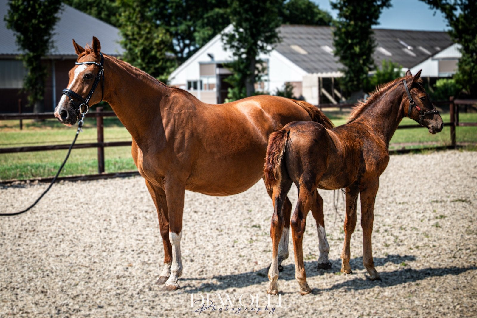 Fijne fokmerrie, drachtig van Tony Gold, Dieren en Toebehoren, Merrie, Met stamboom, Dressuurpaard, L