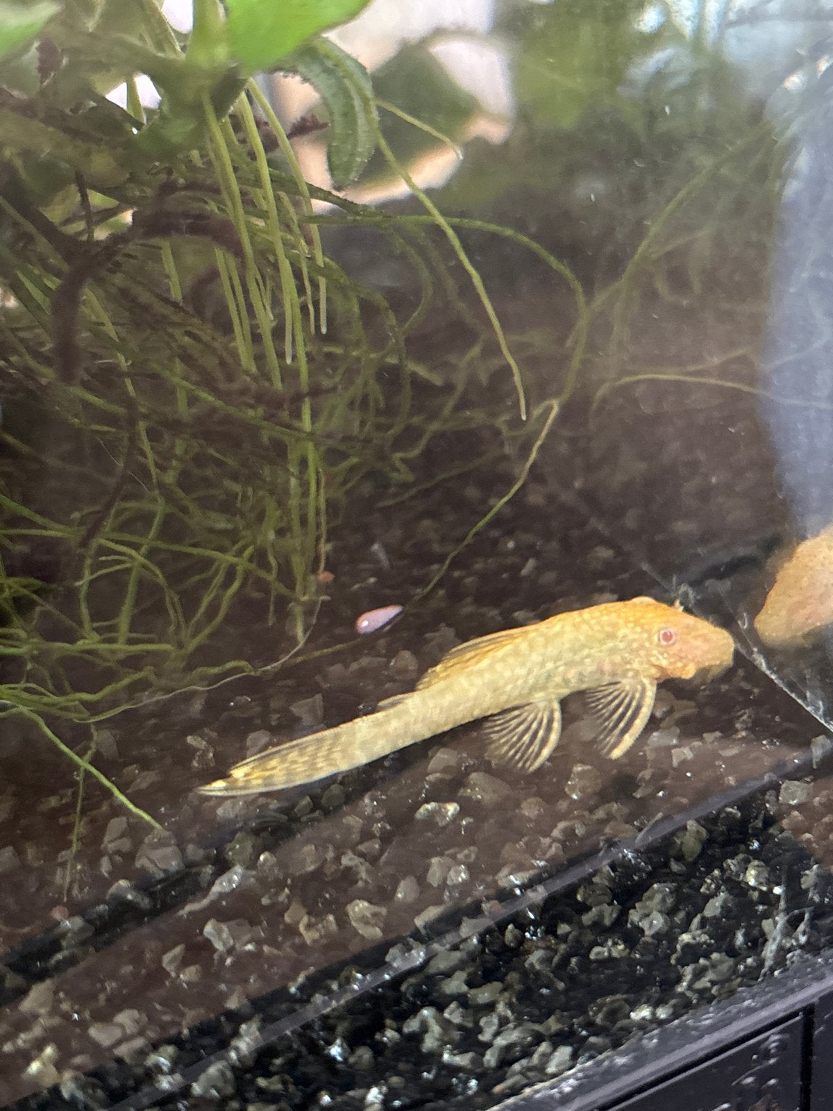 Albino algeneter, Vis