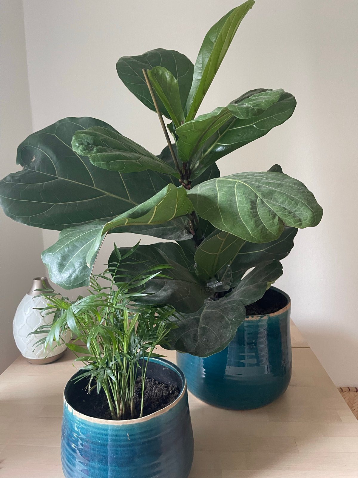 Grote Ficus Lyrata en kleine palm incl pot, Huis en Inrichting, Kamerplanten, Ophalen, Ficus, 100 tot 150 cm, Halfschaduw