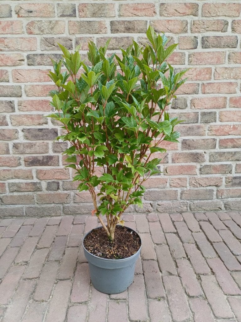 12 keer sneeuwbal, 12 keer anders, Volle zon, Vaste plant, Lente, Ophalen