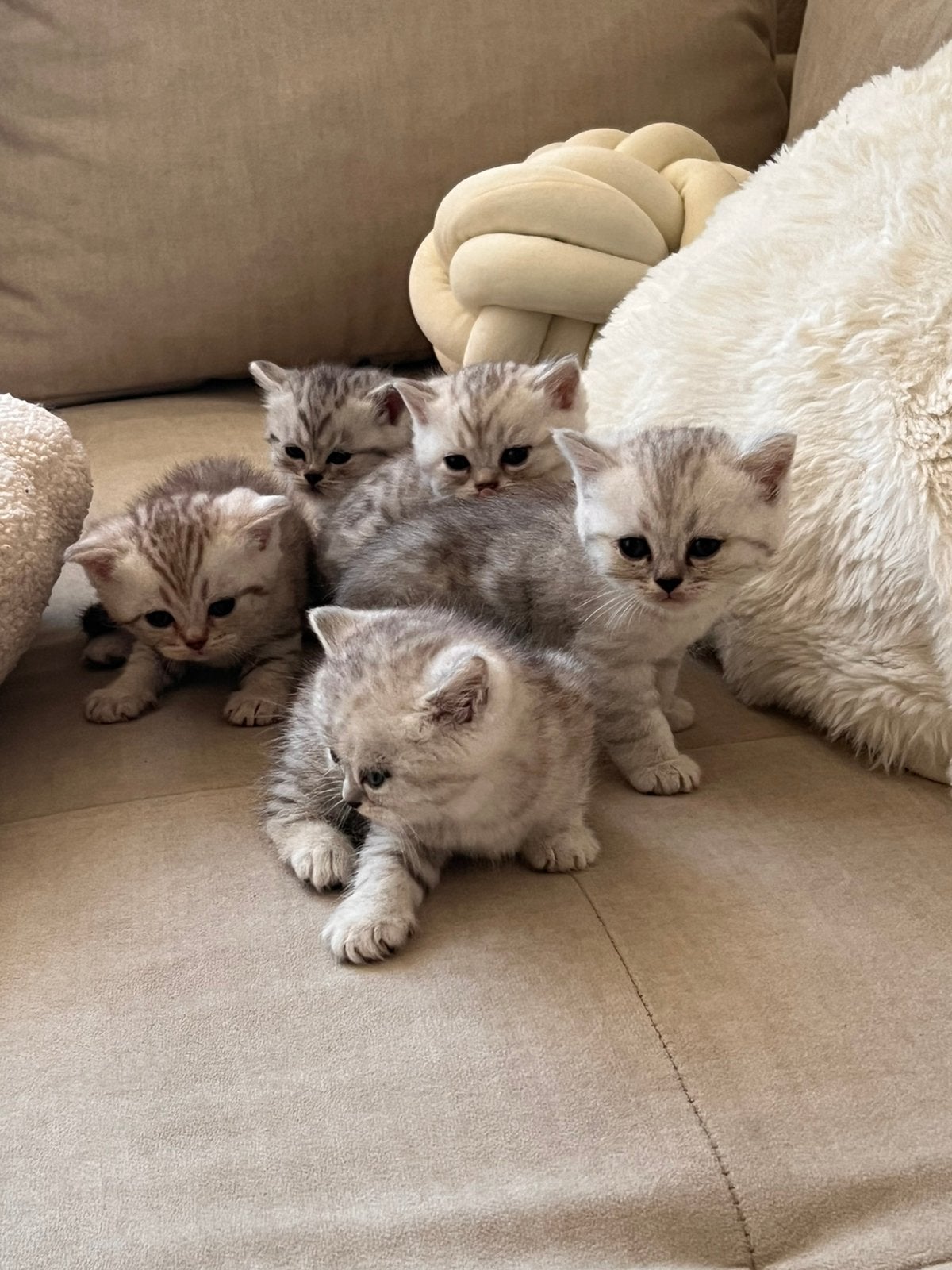 British korthaar kitten, Meerdere dieren