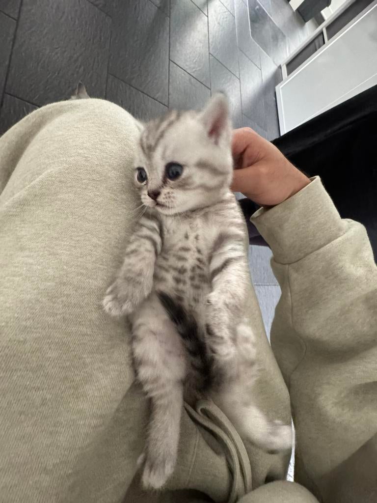 2 britsekorthaar kittens, Dieren en Toebehoren, Katten en Kittens | Raskatten | Korthaar