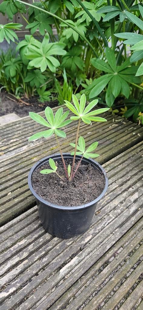 Lupine plantjes, Tuin en Terras, Planten | Tuinplanten, Ophalen of Verzenden, Vaste plant, Overige soorten, Volle zon