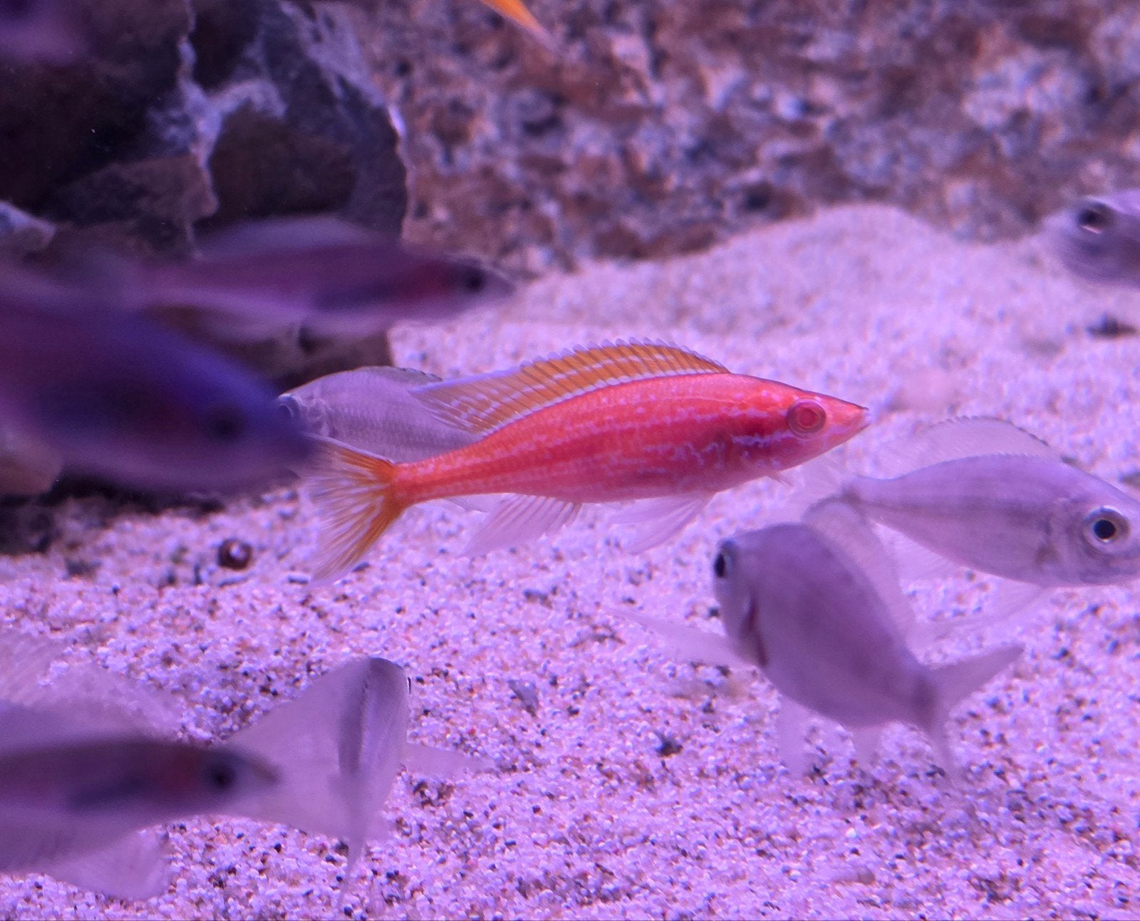 F1 volwassen kweekgroep paracyprichomis nigripinnes albino, Vis, Zoetwatervis, Schoolvis