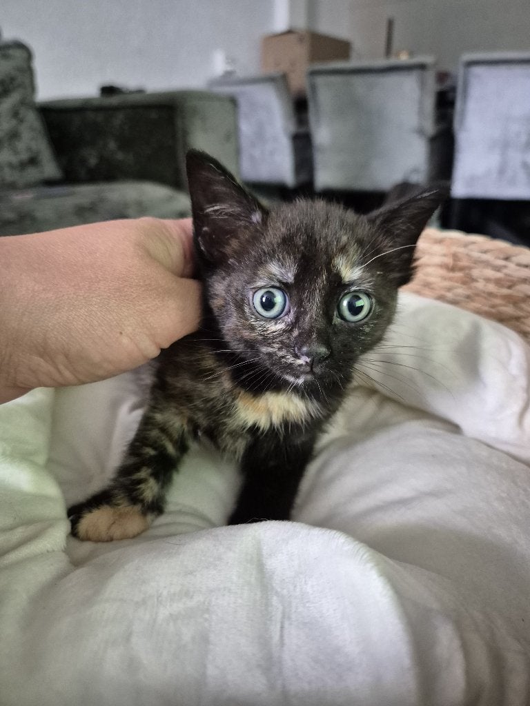 9 kittens, Meerdere dieren, Kortharig, 0 tot 2 jaar