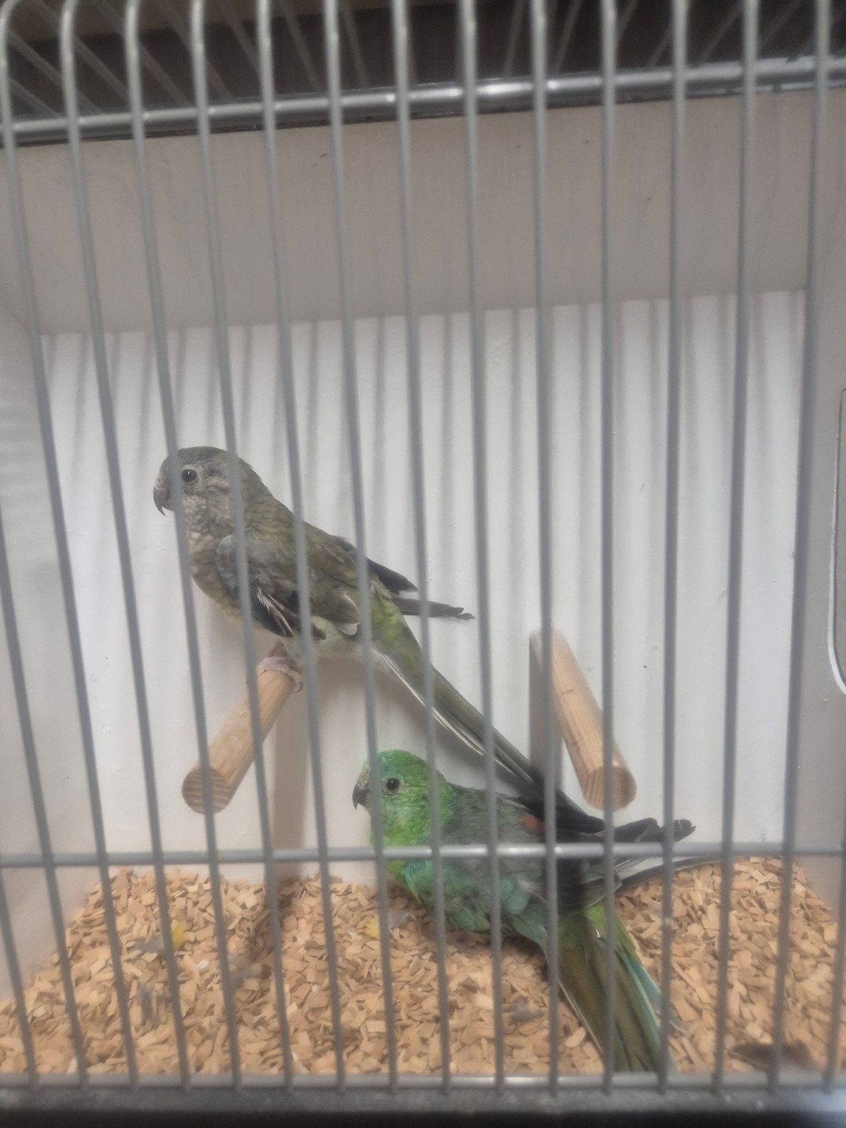 bewezen koppel roodrug parkieten, Meerdere dieren, Zangkanarie