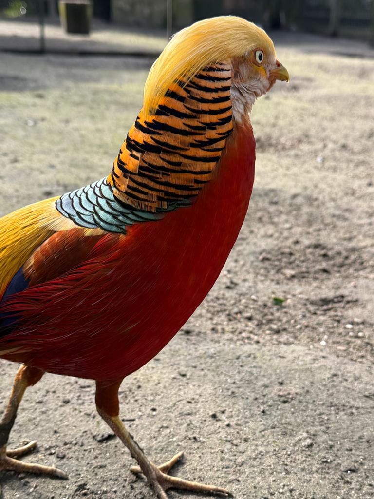 Broedeitjes Lady Amherst, Geel en Goudfazant, Dieren en Toebehoren, Pluimvee, Meerdere dieren, Overige soorten