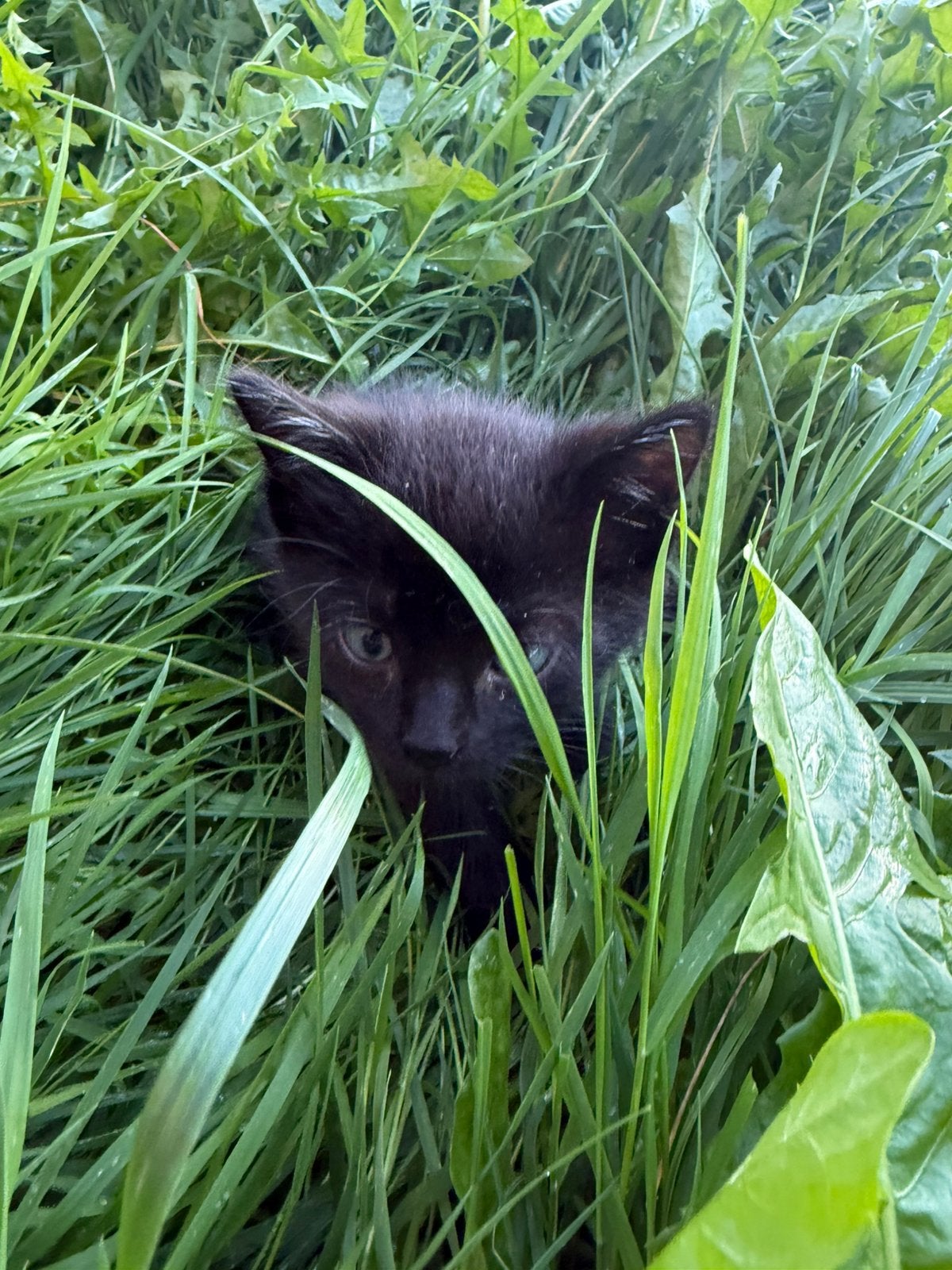 Kitten vrouwtje zoekt huisje, Dieren en Toebehoren, Meerdere dieren