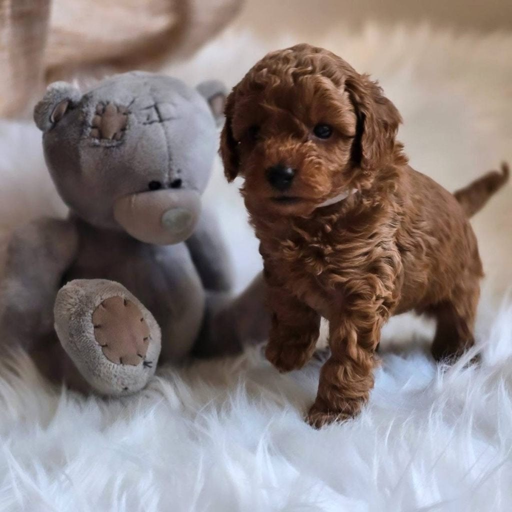 Toy Poodle exclusive, Poedel, Particulier, 15 weken tot 1 jaar, Buitenland