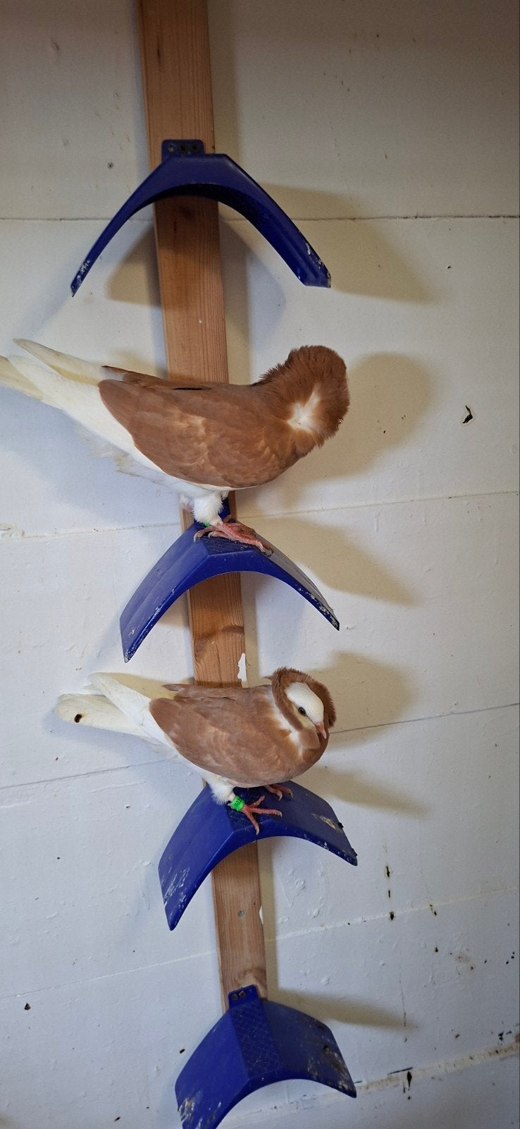 Te koop sierduiven Oudhollands kapucijnen duiven gele, Dieren en Toebehoren, Vogels | Duiven, Meerdere dieren, Overige soorten