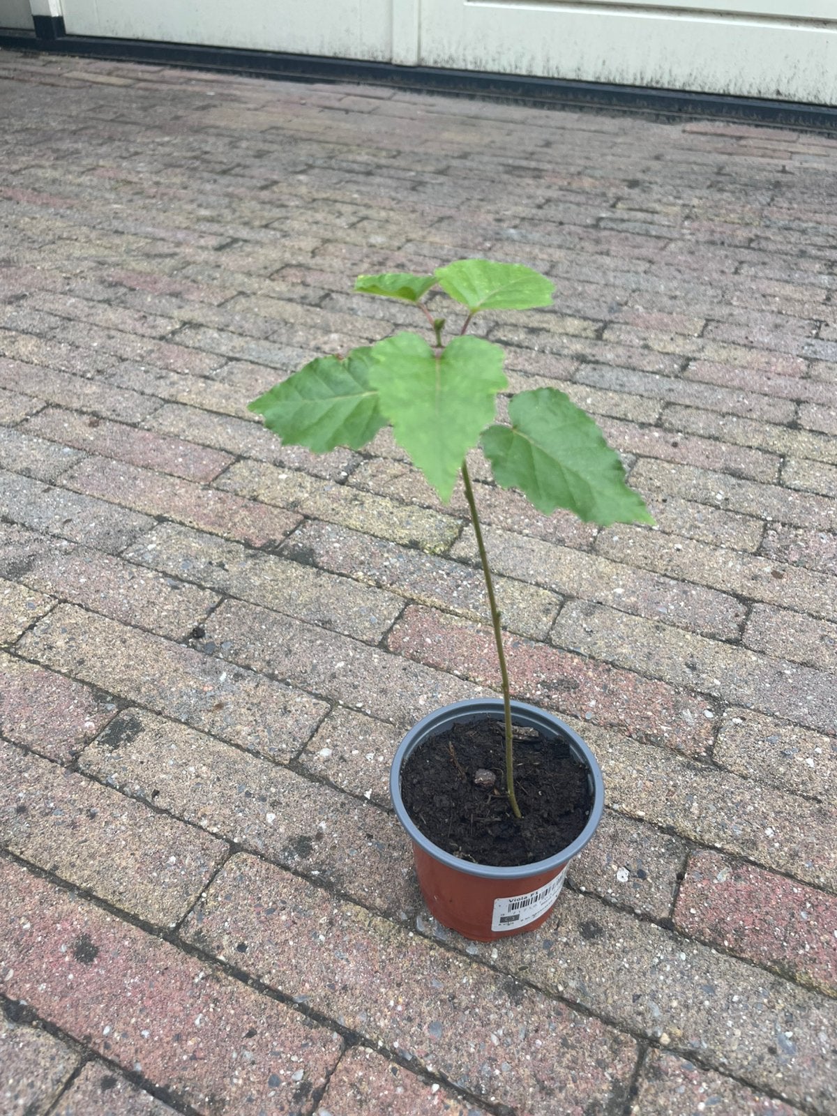 🌳 Zaailing zachte berk Betulat pubescens ruim 24 cm hoog, Tuin en Terras, Bloeit niet, Overige soorten, Minder dan 100 cm, Ophalen