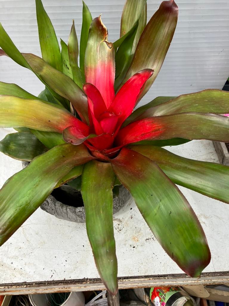 Bromelia  50 cm, Huis en Inrichting, Kamerplanten, Ophalen, Halfschaduw, Minder dan 100 cm