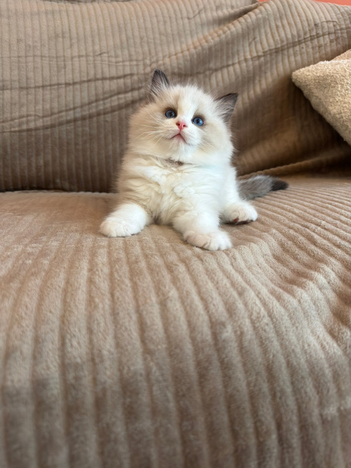 Raszuivere Ragdoll kittens met stamboom, Meerdere dieren, Met stamboom, 0 tot 2 jaar