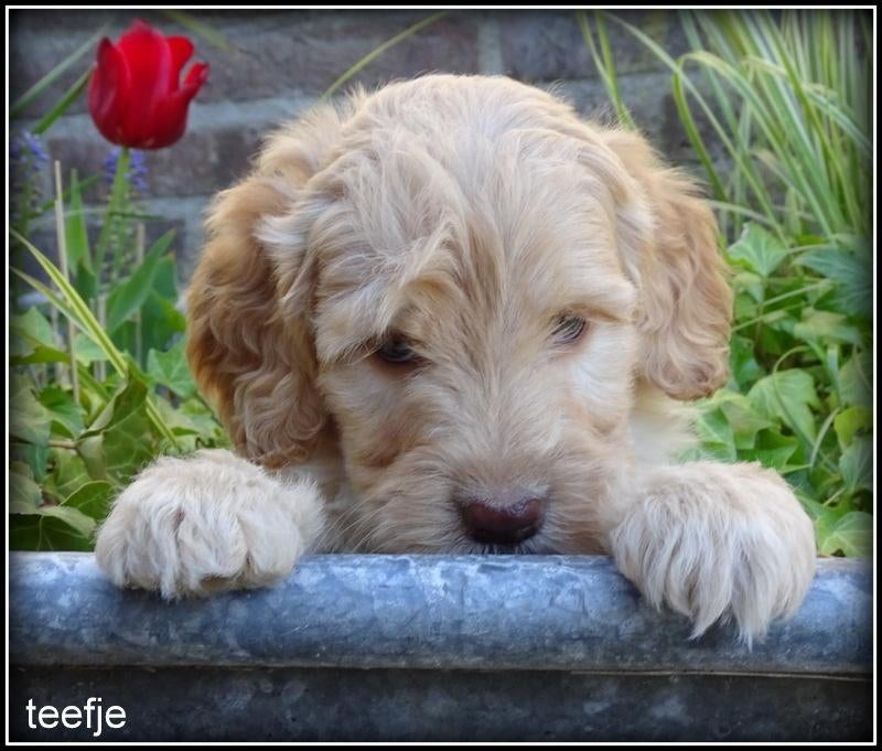 Labradoodle medium pups, Nederland, Parvo, Overige rassen, 8 tot 15 weken