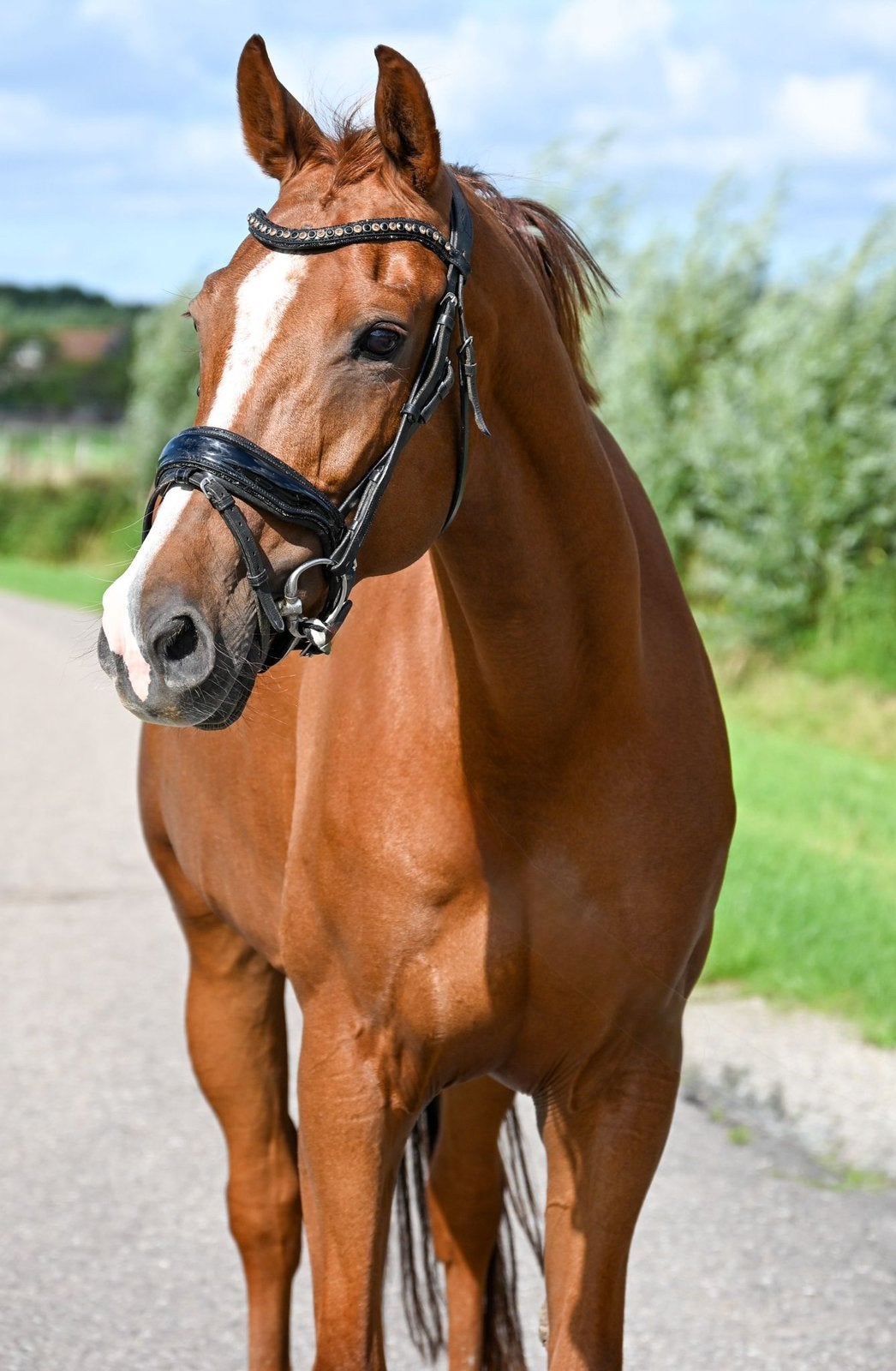 Talentvolle 10 jarige merrie Cachet L x godfather, Dieren en Toebehoren, Merrie, Dressuurpaard, 7 tot 10 jaar