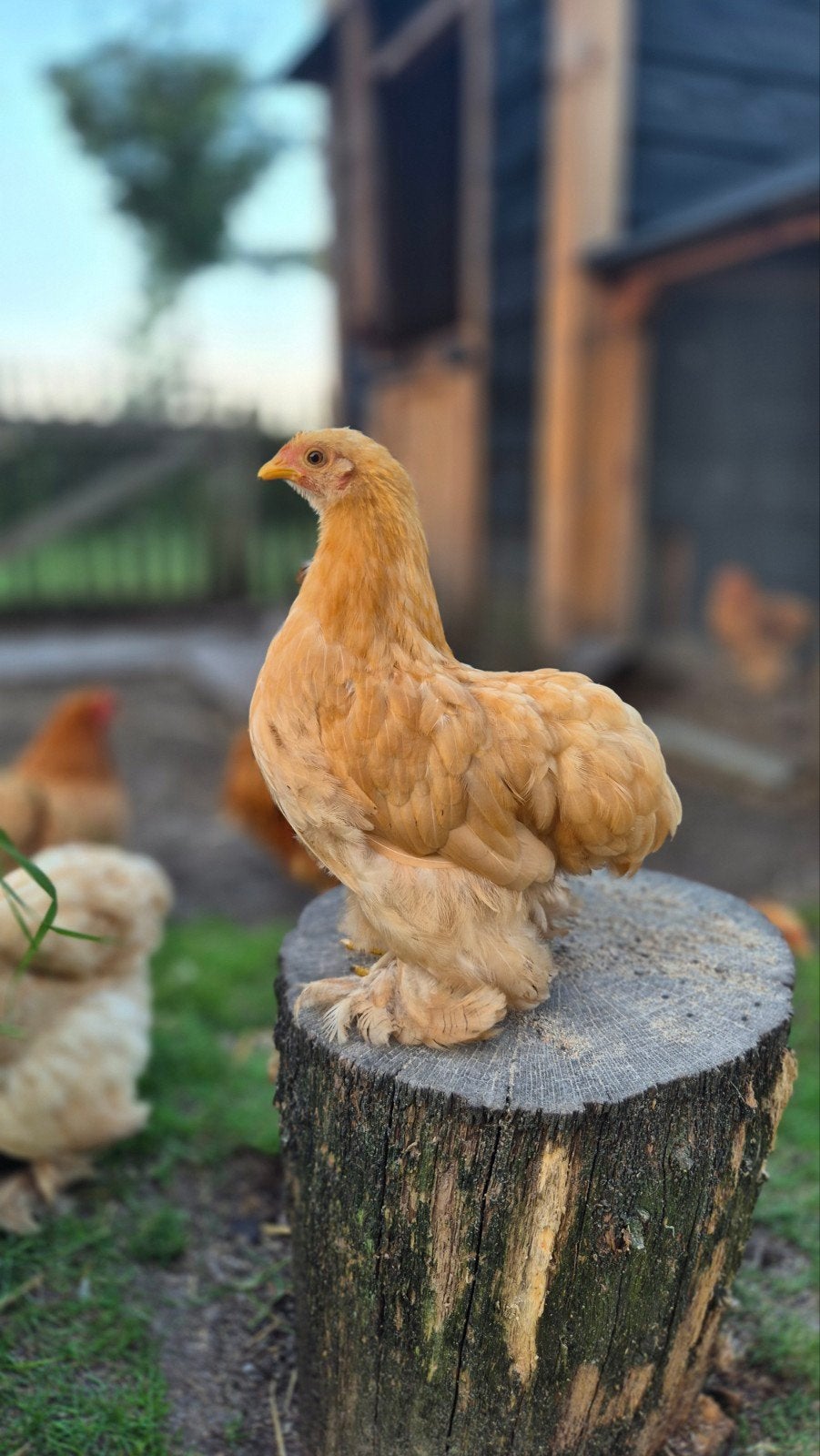 Cochin kriel kuikens, Dieren en Toebehoren, Pluimvee, Meerdere dieren, Kip