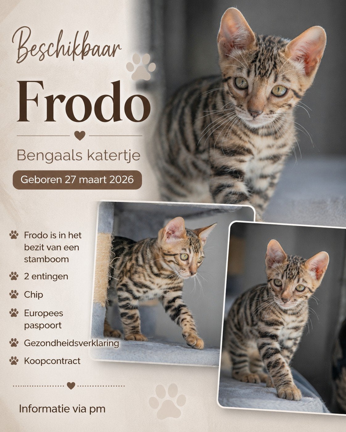 Prachtige Bengaalse kittens met stamboom mogen verhuizen, Dieren en Toebehoren, Katten en Kittens | Raskatten | Korthaar, Meerdere dieren