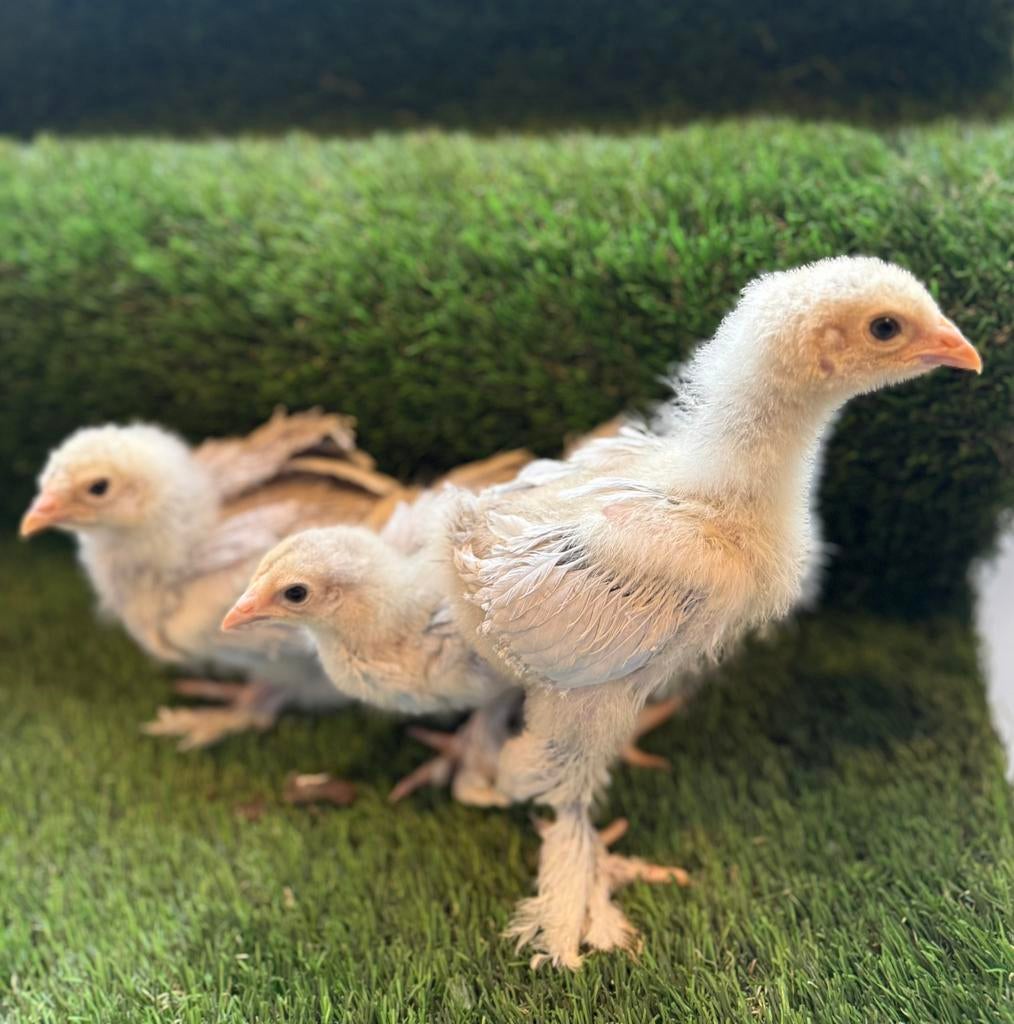 Brahma groothoenders isabel parel grijs patrijs hennen, Dieren en Toebehoren, Pluimvee, Vrouwelijk, Kip