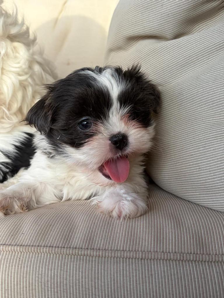 Boomer pups nog 1 teefje beschikbaar, Parvo, Overige rassen, 8 tot 15 weken, Meerdere