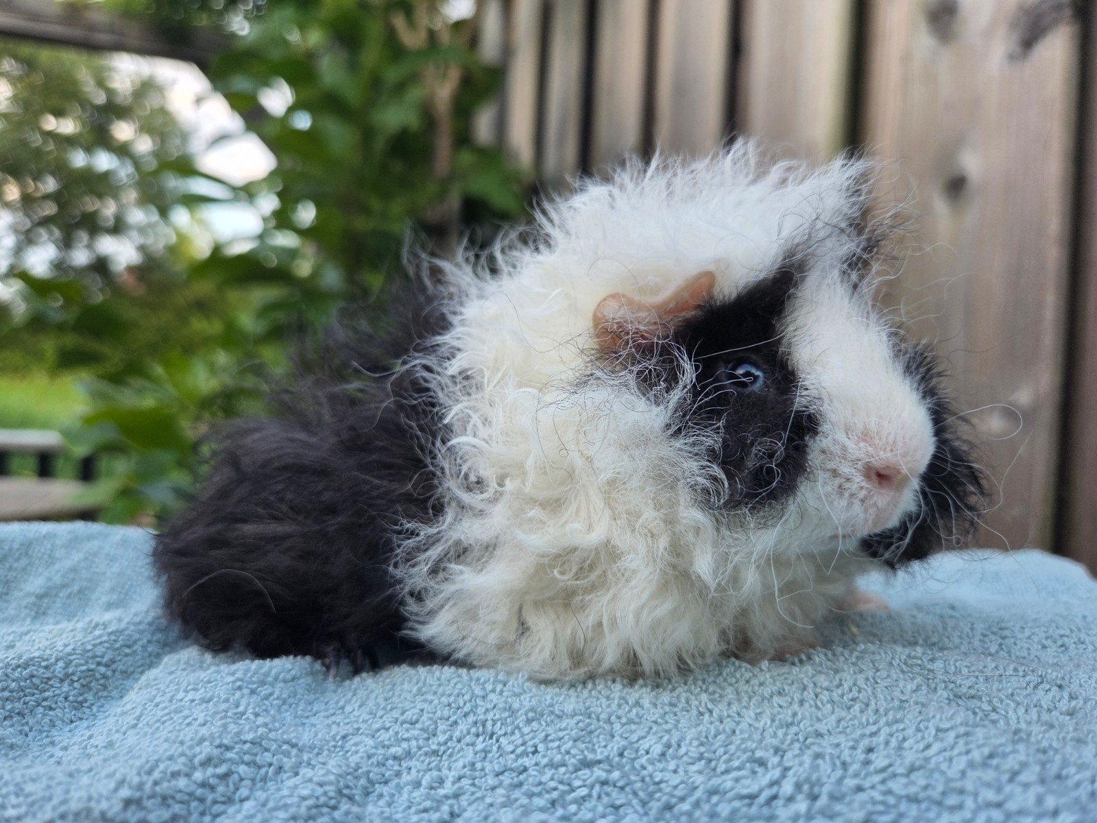 Lunkarya, beer, zwartbont, juni '26, Juni, Mannelijk, Cavia