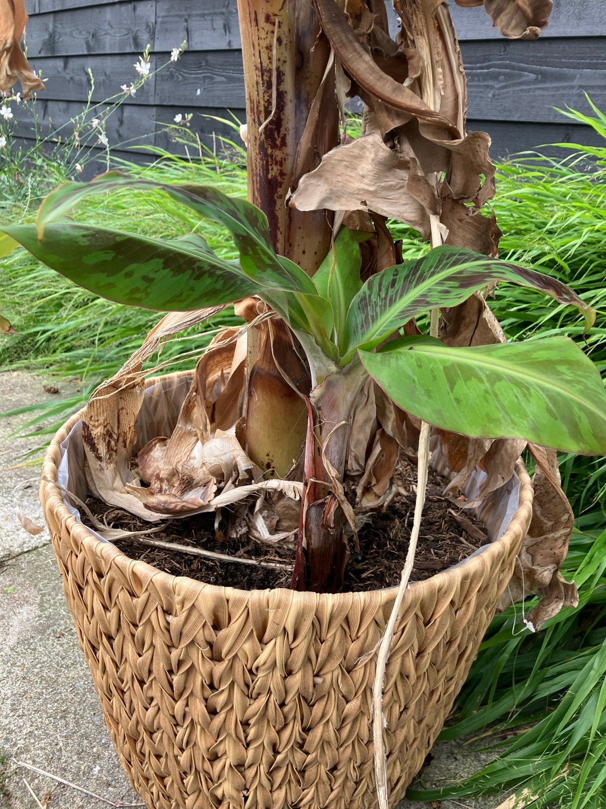 Stek van bananenplant, Ophalen, Volle zon, Vaste plant, Bloeit niet