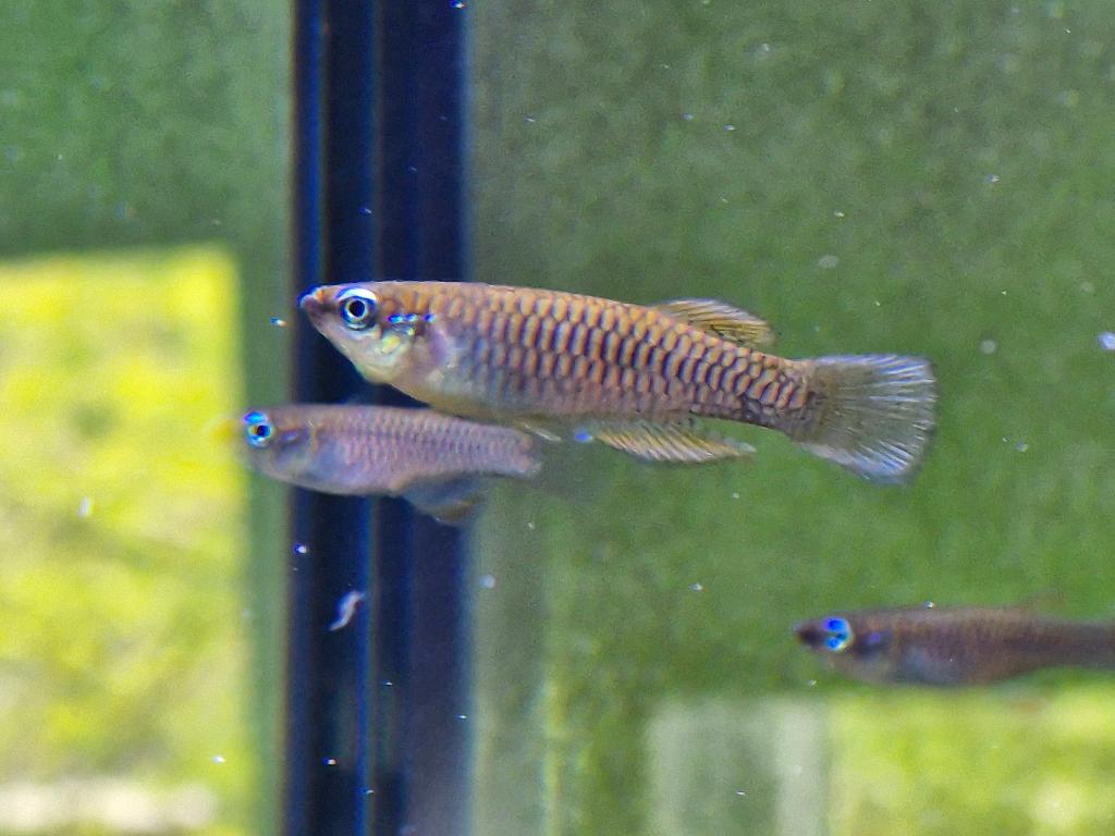 Rhexipanchax lamberti (Lamberts Lampeye), Kreeft, Krab of Garnaal, Zoetwatervis