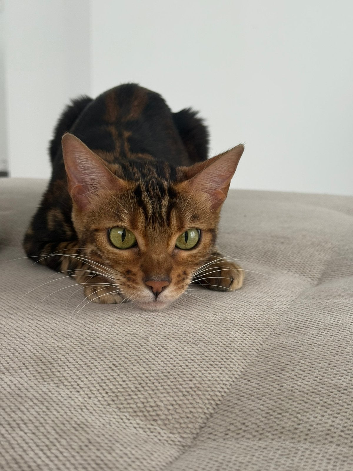 Bengalen, Poes