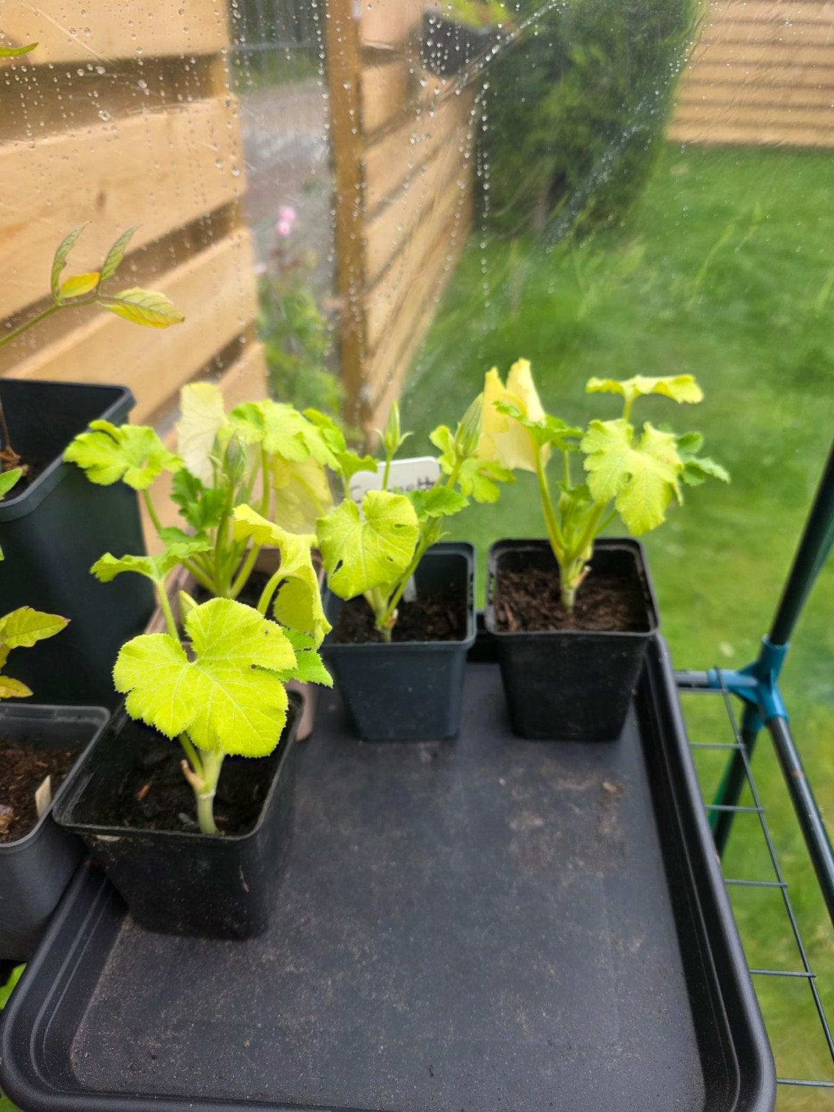 Courgette planten, Ophalen, Eenjarig, Groenteplanten, Volle zon