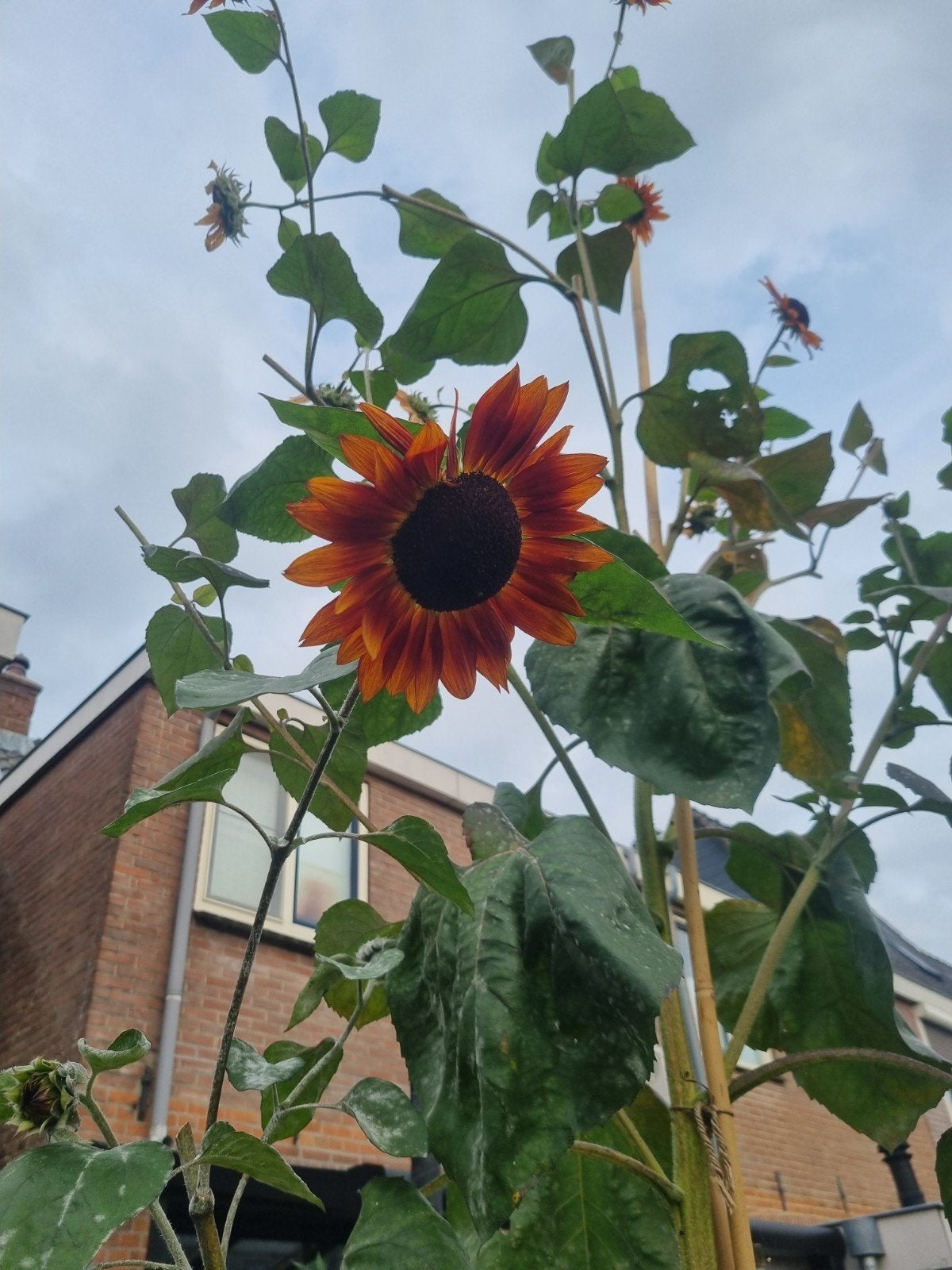 te ruil Ruby Red Zonnebloem Zaden - Prachtige Rode Bloemen, Ophalen of Verzenden, Voorjaar, Volle zon, Zaad