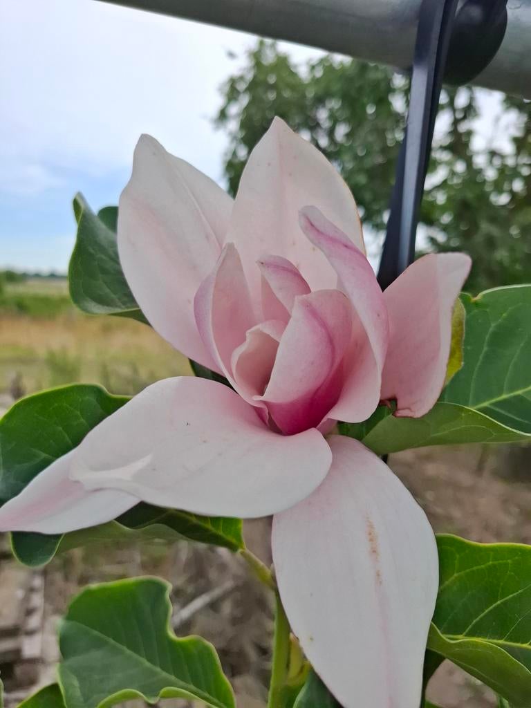 meerstammige magnolia soulangeana, Tuin en Terras, Planten | Bomen, Ophalen, In pot, Volle zon, Overige soorten