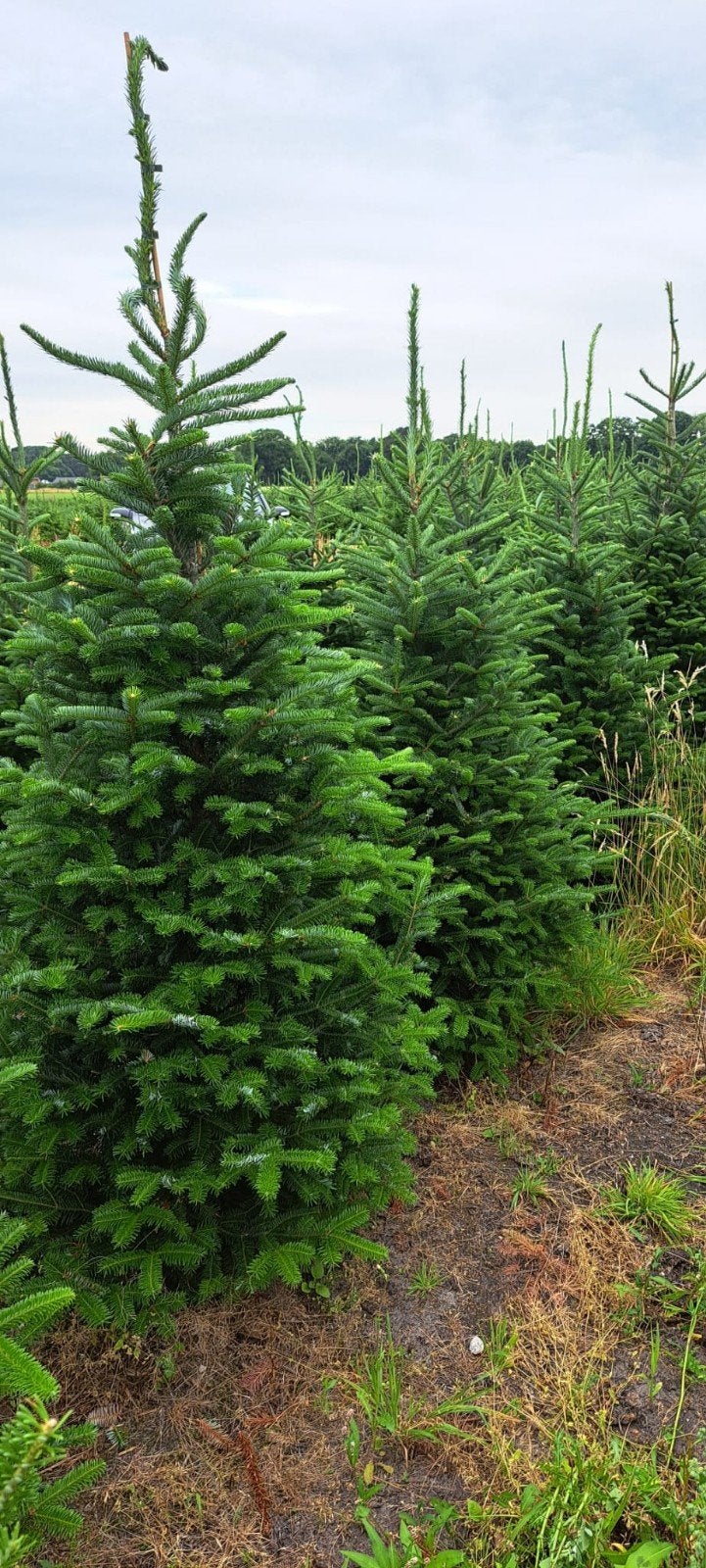 kerstbomen aangeboden, fraseri, omorika, nordmann, Ophalen, Overige soorten