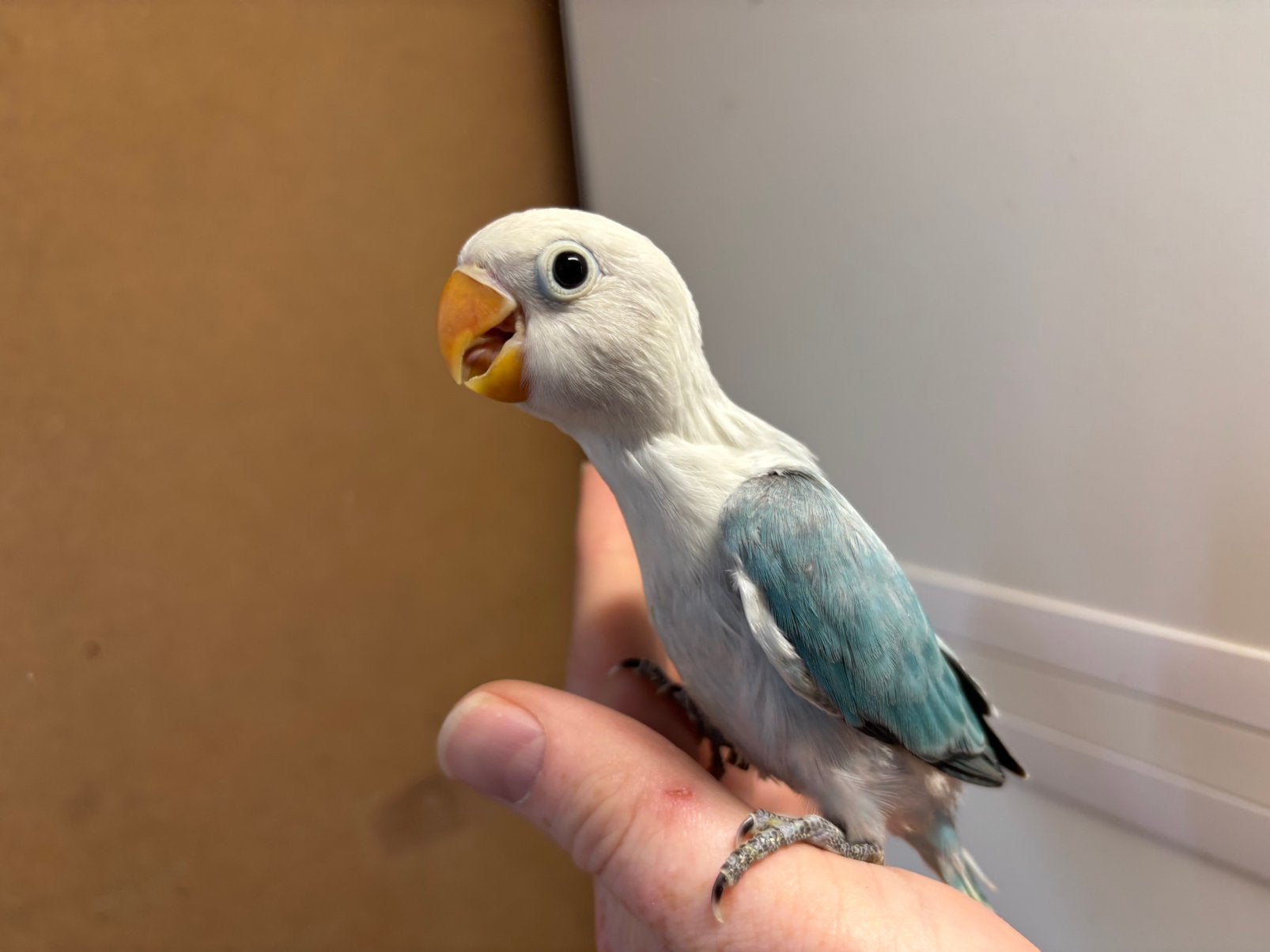 Jonge agapornis Fischeri dwergpapegaaitjes, Geslacht onbekend, Dwergpapegaai of Agapornis, Geringd