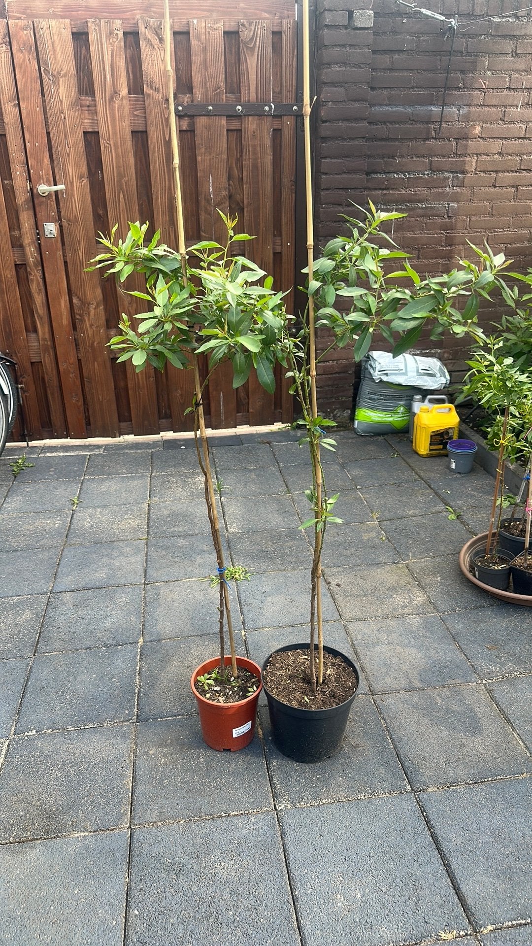 Amandelboom, Tuin en Terras, Ophalen, 100 tot 250 cm, Overige soorten, Zomer