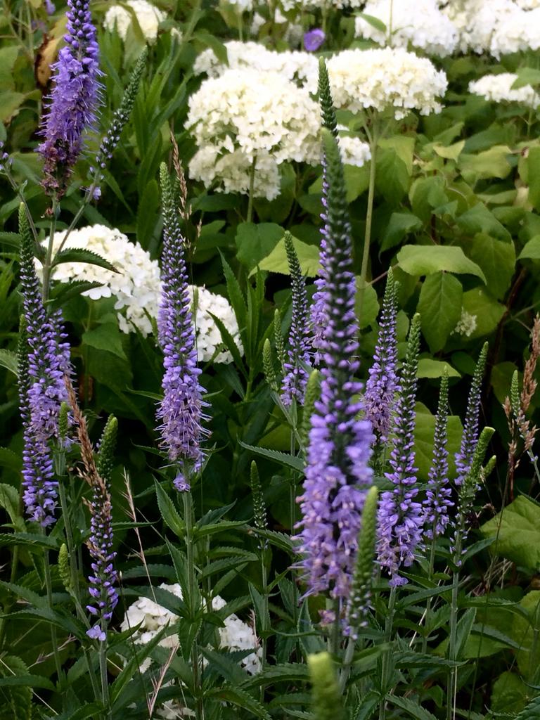 Hortensia met grote witte bloemen, Vaste plant, Halfschaduw, Zomer, Ophalen