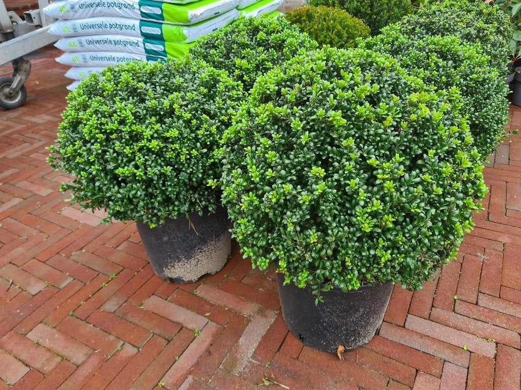 Ilex Crenata bolvormen, Ophalen of Verzenden, Hulst, Struik, Minder dan 100 cm
