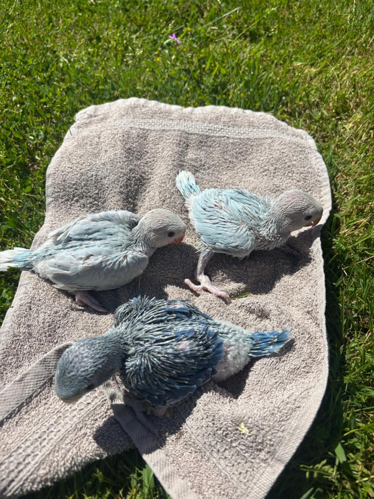 Handtamme halsbandparkietjes, Dieren en Toebehoren, Vogels | Parkieten en Papegaaien, Meerdere dieren, Parkiet