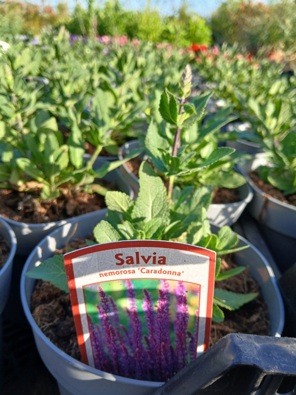 Salvia nemorosa 'Caradonna' - Prachtige Salieplant, Ophalen, Overige soorten, Volle zon