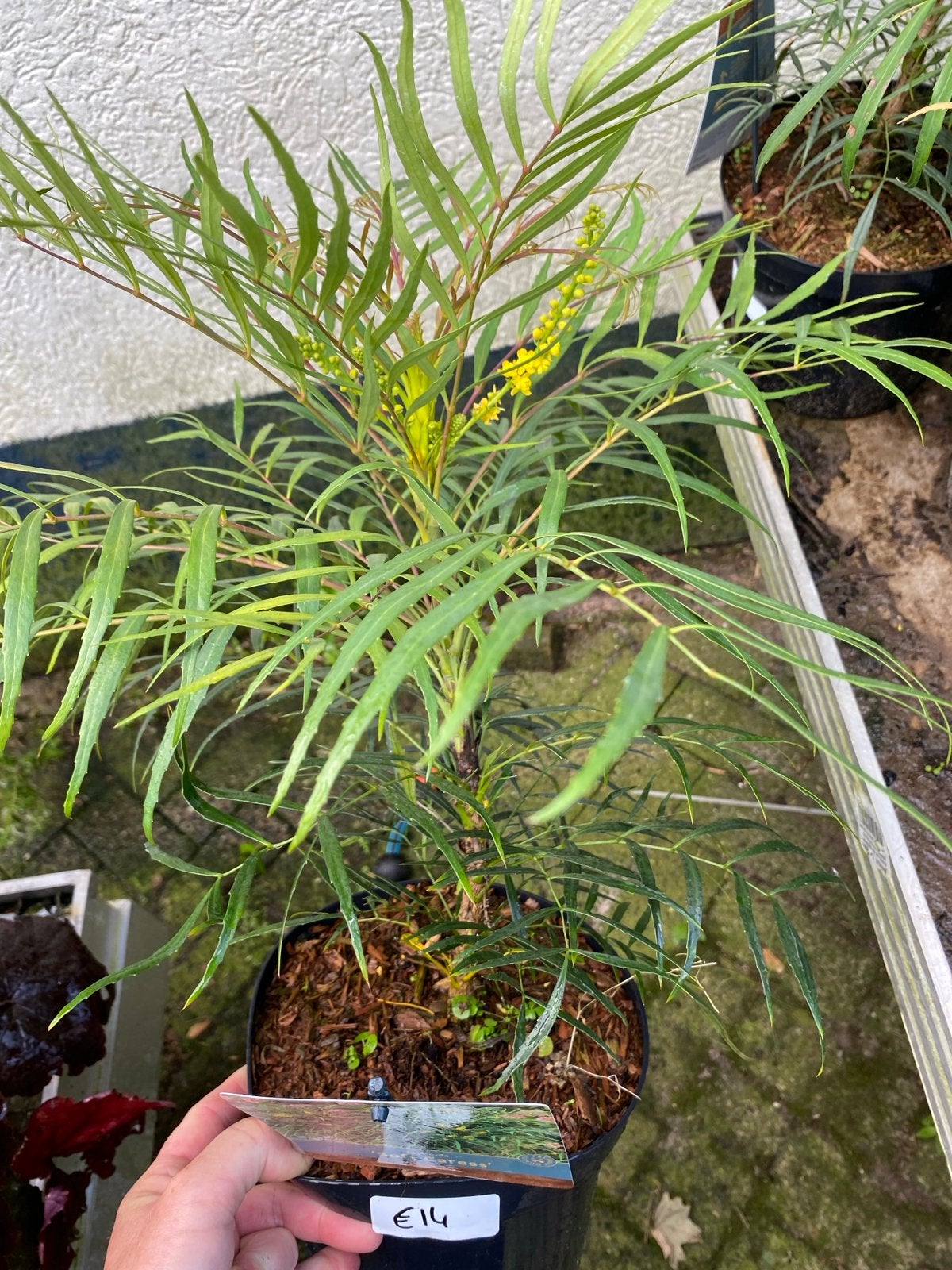 Mahonia 'Soft Caress' - Winterbloeiende Sierstruik, Vaste plant, Halfschaduw, Herfst, Ophalen