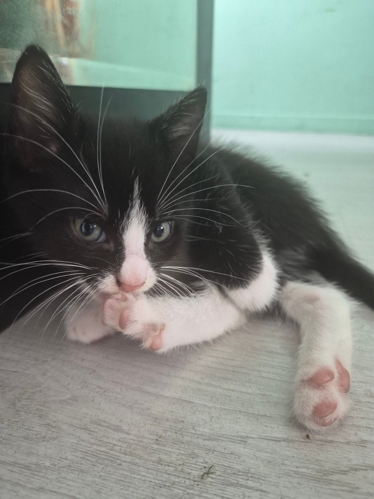 kittens, Dieren en Toebehoren, Katten en Kittens | Overige Katten, Kater