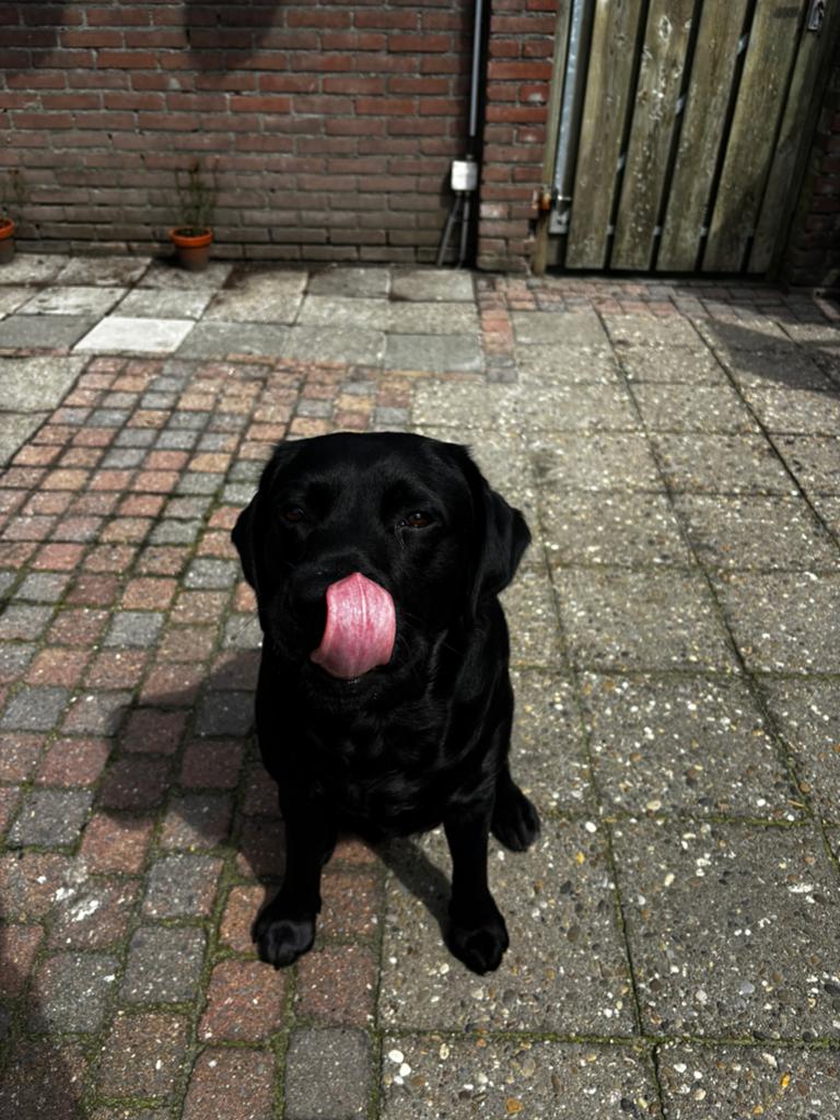 Labrador retriever te koop, Dieren en Toebehoren, Honden | Retrievers, Spaniëls en Waterhonden, Reu, 1 tot 2 jaar, Labrador retriever