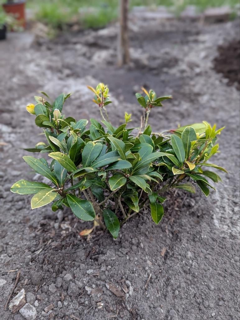 Skimmia Japonica Rubella, Tuin en Terras, Planten | Tuinplanten, Vaste plant, Halfschaduw, Lente, Ophalen