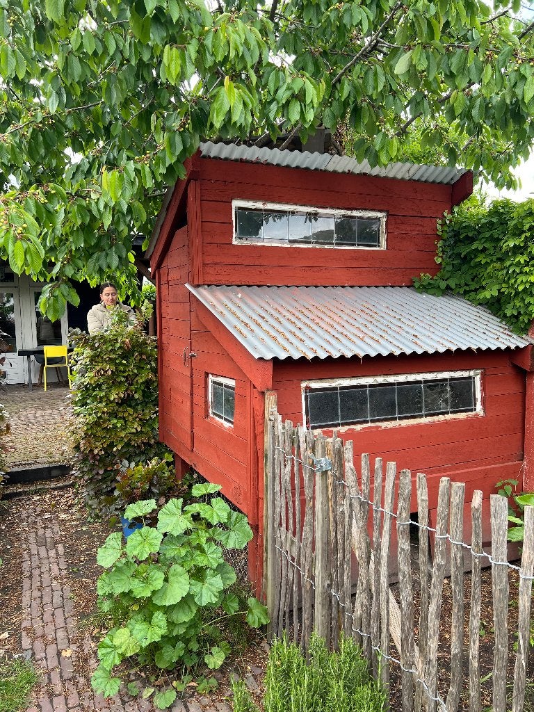 Kippenhok van Hout, Ophalen, Zo goed als nieuw, 250 cm of meer, Planken