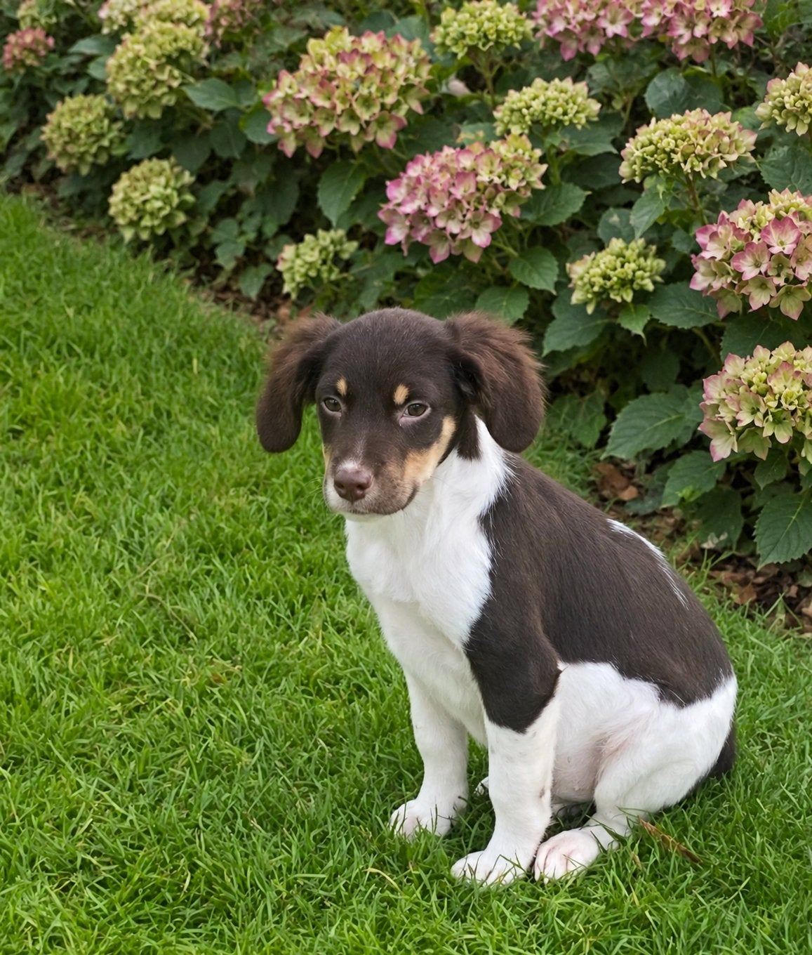 Wegens annulering LABRADOR x FRIESE STABIJ  pup, Nederland, Reu, CDV (hondenziekte), 8 tot 15 weken