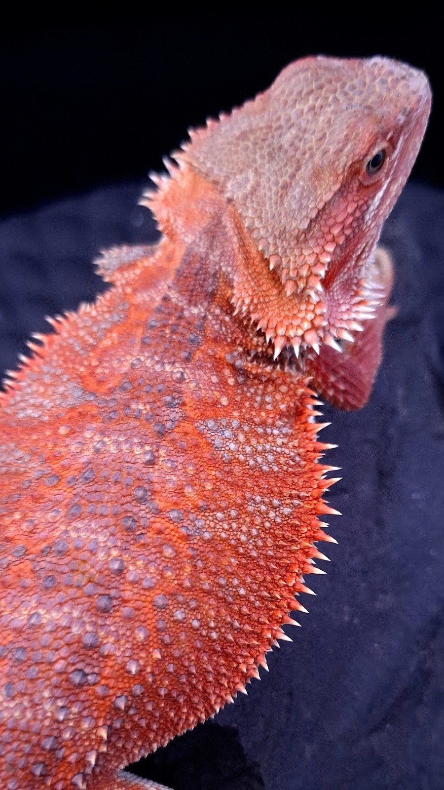 Donker Rode Hypo Baardagaam Vrouw het. Trans/Witblits Bearded Dragon photo 4