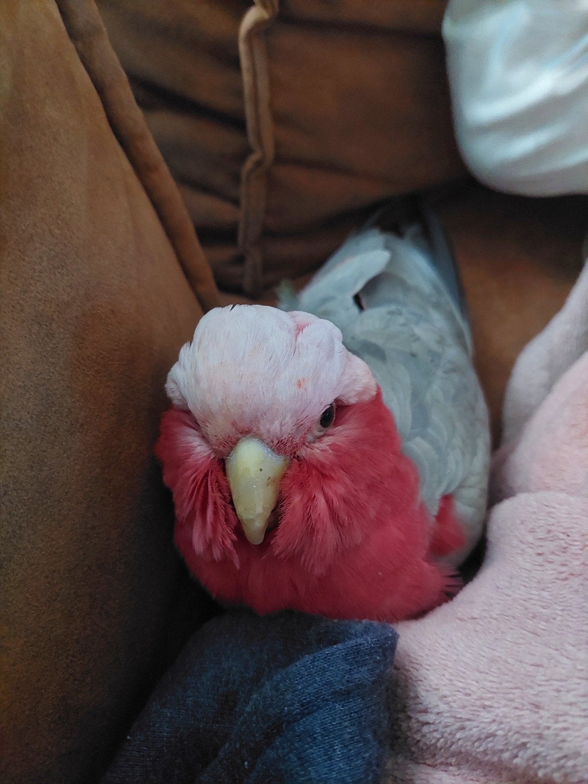 Rose kaketoe pop, Dieren en Toebehoren, Vogels | Parkieten en Papegaaien, Vrouwelijk, Papegaai, Pratend