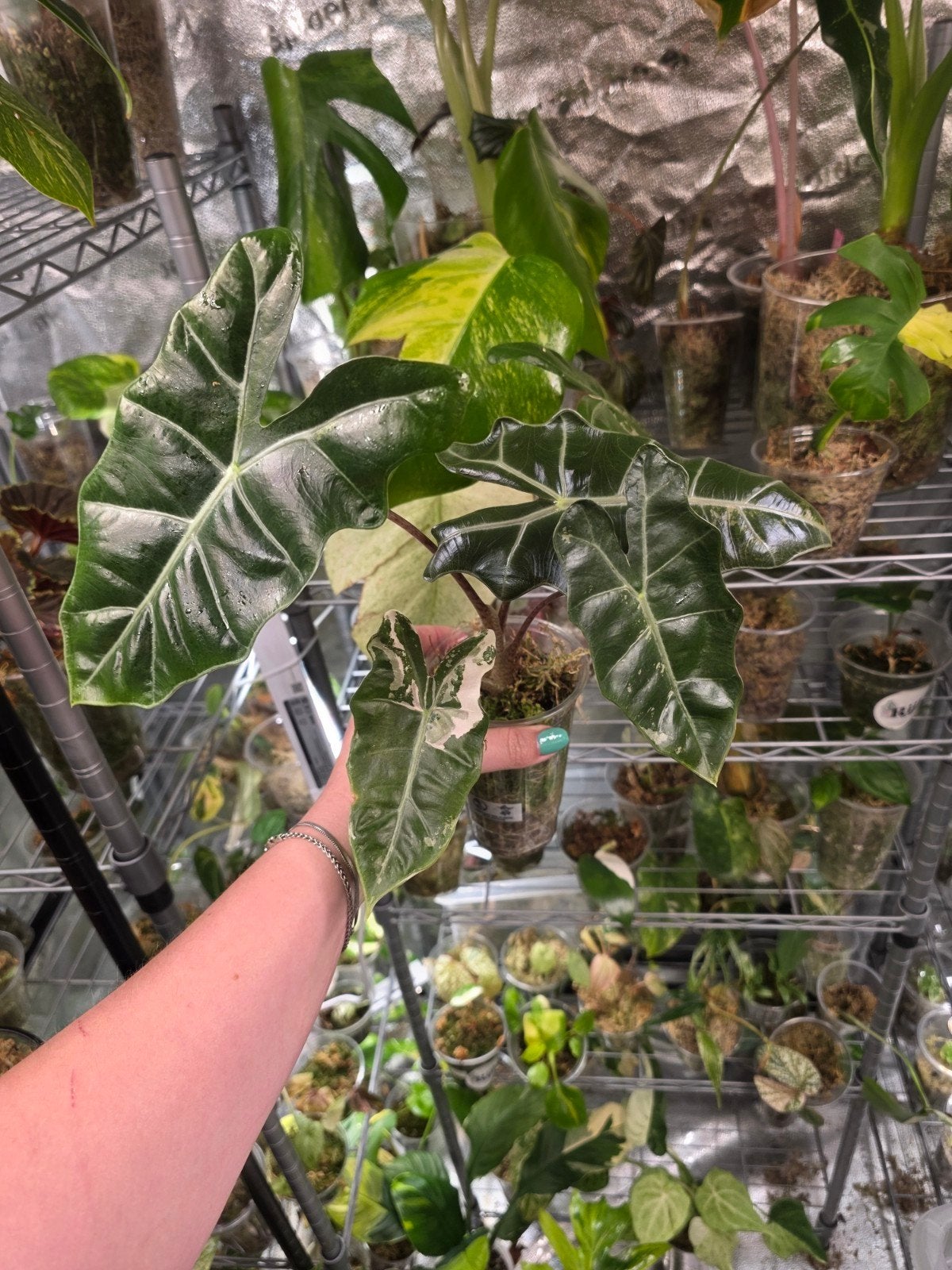 alocasia pseudo sanderiana pink low vari