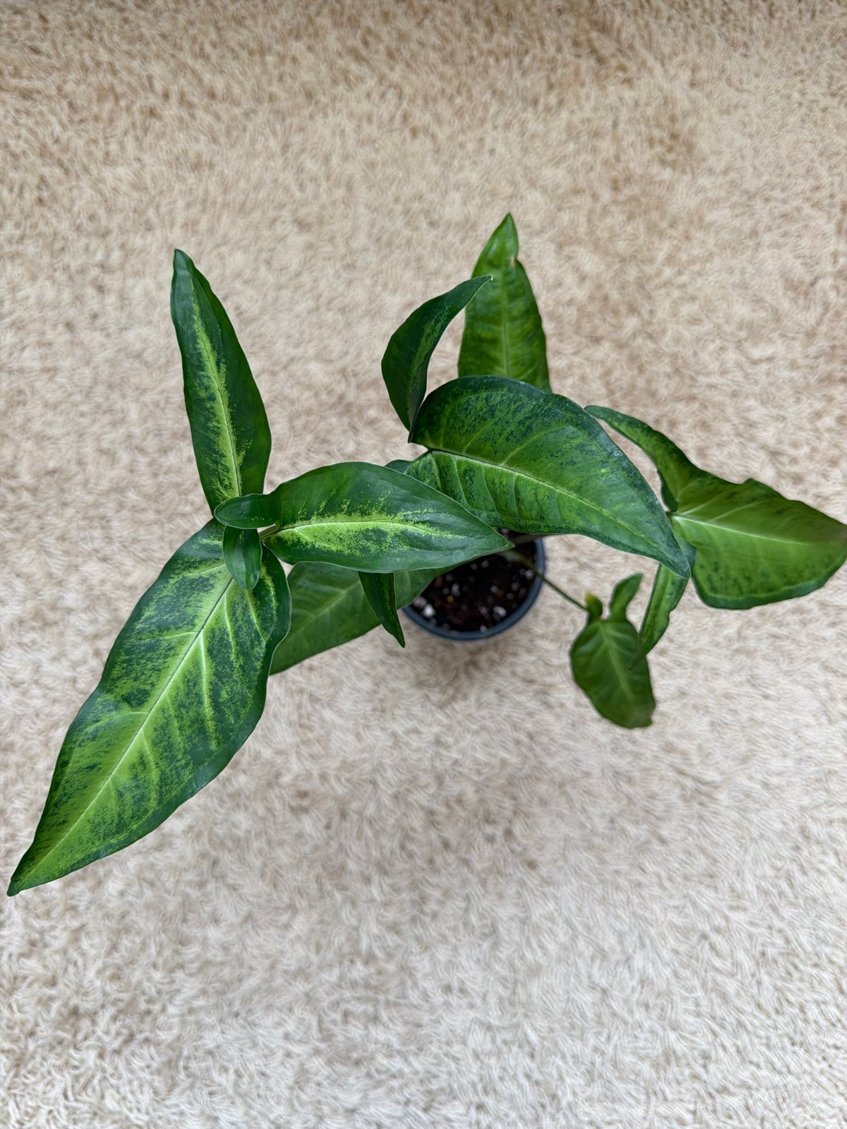 Syngonium Angustatum, Huis en Inrichting, Kamerplanten, Ophalen of Verzenden, Halfschaduw, Minder dan 100 cm