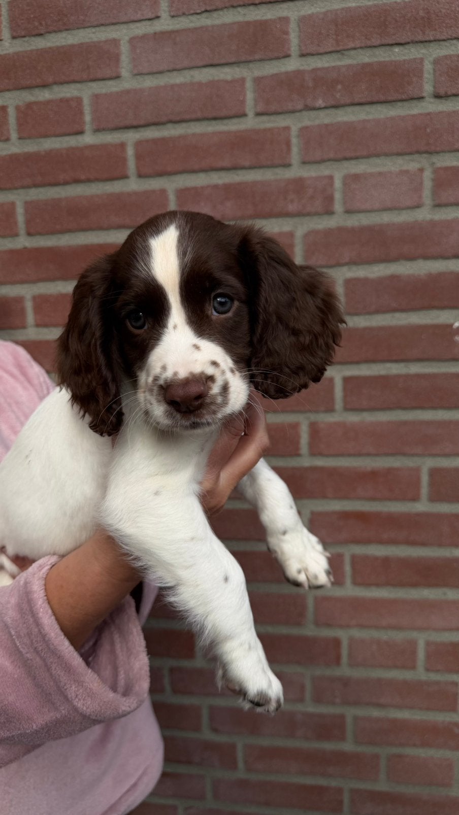 Te koop Sprocker pup reu., Dieren en Toebehoren, Reu, 8 tot 15 weken, Eén hond, Nederland