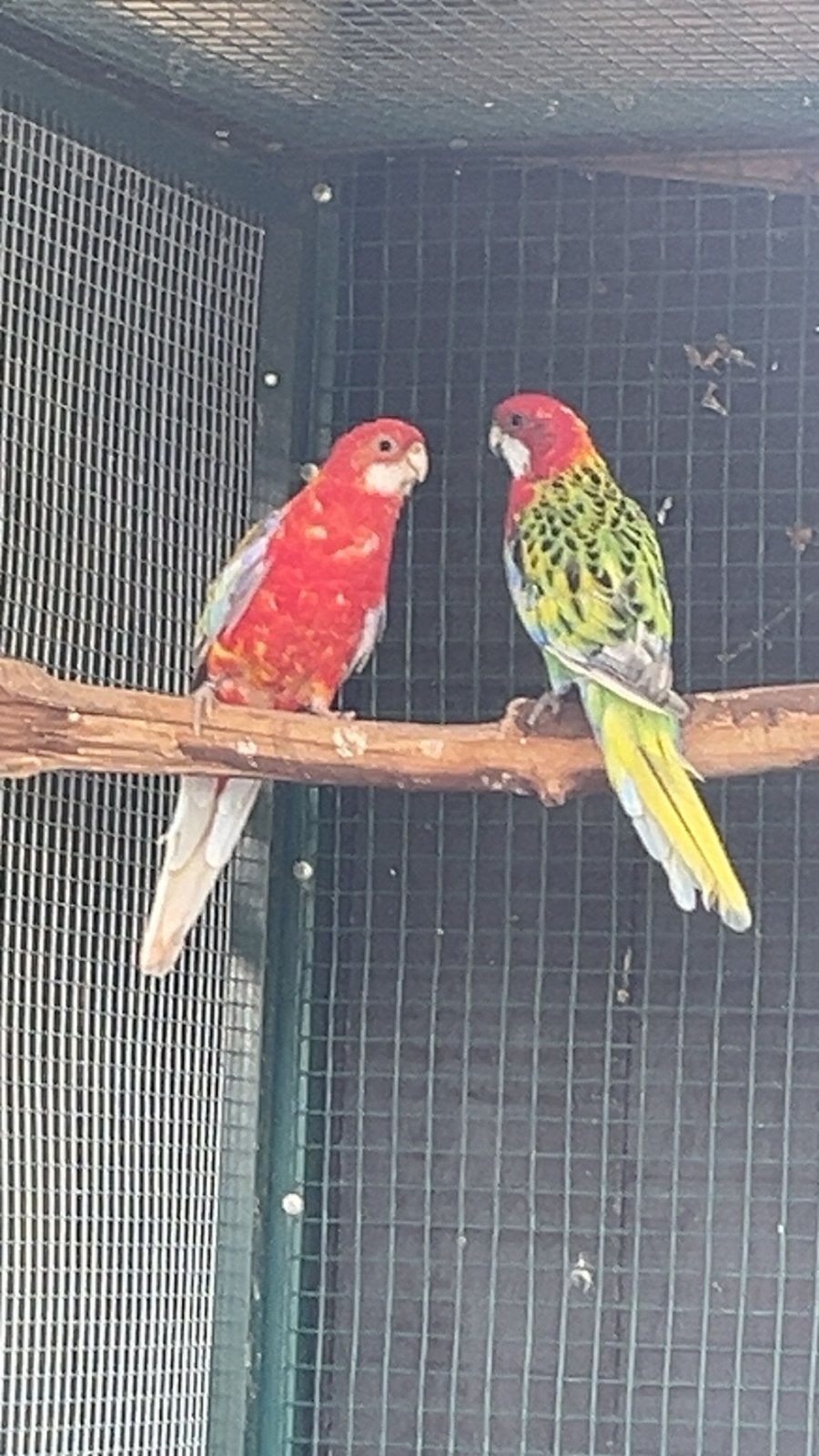 Kweekkoppel rosella, Meerdere dieren, Parkiet